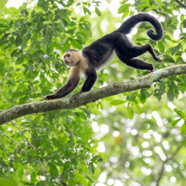 Tour Isla de los Monos - Imagen 2